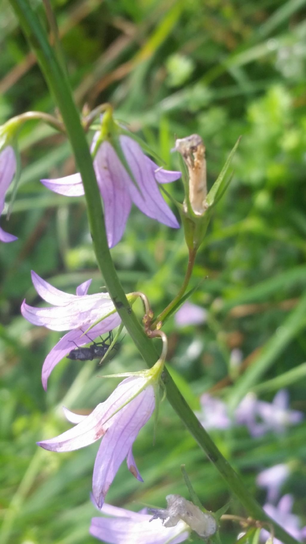 Gladiolo?no, Campanula rapunculus